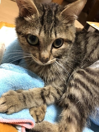 白血病キャリアで発育不全のトトちゃん。存続が危ぶまれている「ねんねこ保育園」に入園した（提供写真）