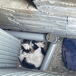 こんなに狭い家と家の隙間で、母猫と子猫5匹が過ごしていました
