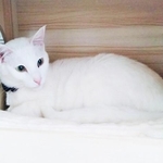 「イケニャン」としか言いようのない美形の白猫・しろくん
