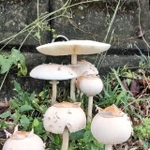 横から見たところ。傘が開くと普通のキノコ＝洗手院（千手院）さん（@senjuin1010）提供