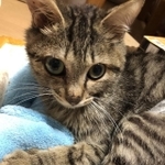 白血病キャリアで発育不全のトトちゃん。存続が危ぶまれている「ねんねこ保育園」に入園した（提供写真）