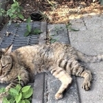 兄弟猫2匹が虐待されひとりぼっちになった野良猫のトラちゃん。名古屋市の公園で暮らしていた（提供写真）