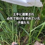河川敷に遺棄されていた子猫たちを保護（凛さん提供、Instagramよりキャプチャ撮影）