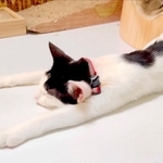 爪研ぎボウルから流れ出るおだんごちゃん（画像提供：なみそさん）