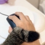 マウスを持つ飼い主の右手をサワサワする猫が話題に（保護猫兄妹の飼い主さん提供、Xよりキャプチャ撮影）