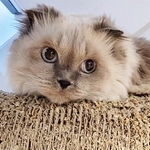 余命いくばくもない状況で保護された猫