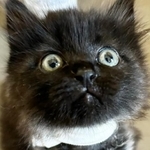 首周りの皮膚がなく、右腕が不自然に変更していた子猫、マルコリーニ