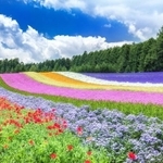 北海道・中富良野町 初夏の花畑（ファーム富田）の風景（w.aoki/stock.adobe.com）