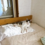我が物顔でシルク枕を使用する琥珀くん（提供：ハナさん）