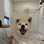 自宅から離れた地域の動物病院で手術をした秋田犬、優美（ゆうみ）ちゃん。秋田犬は赤血球中のカリウム濃度の特性があるため、秋田犬とその交雑種以外からの「血液」が必要となるという（画像提供：小林酒店さん）