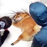 いやいやしながら飼い主さんたちをチラ見する太郎くん（画像提供：lovelove_taroさん）