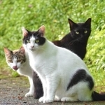 hinataboccoさんは不審死の猫について「お腹を蹴られたか毒物を食べさせられたか…虐待された可能性がある」という（photoACより「いのぅ」さん撮影、イメージ画像）