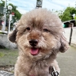 ちょっとオトボケで明るい性格のオスのトイプードル、セロリくん