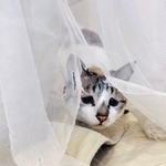「カーテン破るやんちゃなミント」（提供：ぴえん猫ミントさん）