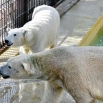 ユキ（奥）とホクト＝2018年10月、姫路市立動物園