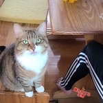 次男に厳しい猫さんがInstagramで話題に（「ちゃちゃこ」さん提供、Instagramよりキャプチャ撮影）