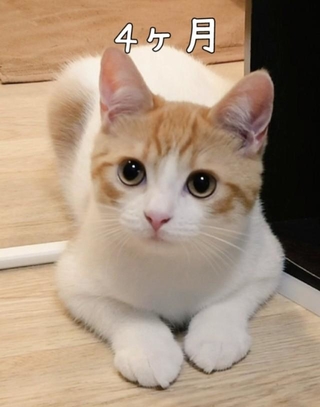【ビフォー写真】子猫が成長すると…（提供：おちゃまるさん）