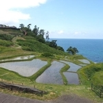 「やっとここまで直したのに…」。元旦の能登半島地震から地道に修復作業を行っていた石川・能登の白米千枚田。豪雨でこんなことになるなんて…（いずれも提供写真）