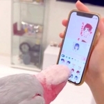 クチバシでスタンプをつつくみりんちゃん（画像提供：インコと暮らすあんずさん）