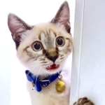 飼い主さんがお風呂に入っているのをのぞくチャイさん（画像提供：チャイさんの成長記録@ネギさん）