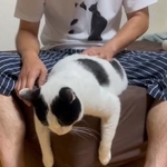 トントンのクセが強い猫さんが話題に（「みつおとふう」さん提供、Xよりキャプチャ撮影）