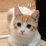 【ビフォー写真】子猫が成長すると…（提供：おちゃまるさん）