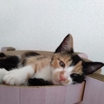 三毛猫のニアちゃん
