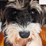 里親希望のトライアル先から保護団体に戻されたミニチュアシュナウザーのトモちゃん