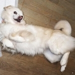 いつもニコニコ、人間に甘えてくる元野犬のゆき