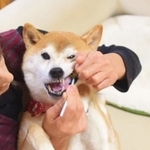歯磨きされる生前のかぼすちゃん。追悼式で犬320匹以上の一斉歯磨きのギネスにチャンレジ！（佐藤さん提供）