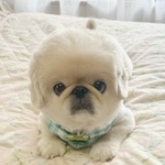 こちらを見上げてくるつぶらな瞳もキュート！（画像提供：てんてんの毎日さん）