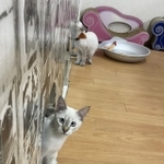 「目を引く可愛い猫がいない」お客の辛口レビューに猫カフェ店主の投稿が話題に（「猫カフェmfmf」さん提供）