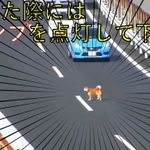 高速道路に迷い込んだ柴犬　NEXCO中日本 東京支社（@c_nexco_tokyo）のXより