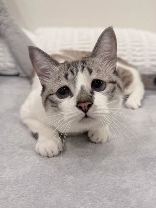 申し訳なさそうなぴえん（ぴえん猫ミント提供）