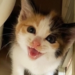 線路沿いの草むらに迷い込んだ生まれたばかりの子猫