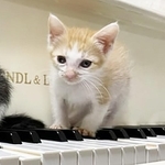 妊娠後期の外猫ママ・よいしょちゃんから生まれたイケメンニャンコ、ト音記号くん