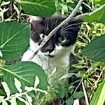 植え込みの中にいた猫さん