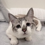 申し訳なさそうなぴえん（ぴえん猫ミント提供）