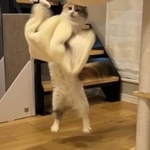 マッチョ猫さん？（「ぽてこゆこめ。」さん提供）