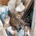 初めて人間を見た子猫の動画が話題に（三吉さん提供）