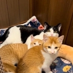 雪の日に保護された2匹の猫「雪と華」、先住猫も温かく出迎え…かけがえのない存在に