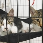 兄弟猫のみつばとたら