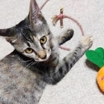 里親さんのことがとにかく大好きなメス猫・サンちゃん