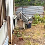 実家の庭にある犬小屋に住み着いていたときのゴン蔵くん（画像提供：よつばとポン酢さん）