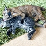 いつも仲良く2匹セットで過ごすテンちゃんとモンくん