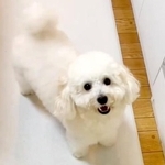 トイレ終わったよ！満面の笑みを浮かべて報告するポコくん（画像提供：ポコのかわいいところさん）