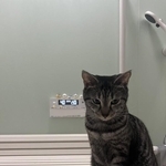 お風呂にまでついてくる元保護猫さんがXで話題に（Bonzさん提供）