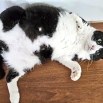 お父さんが大切にしていた愛猫の写真がXで話題に（ちまきなころんさん提供）