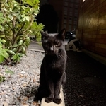 なかなか距離が縮まらず＝Mintonさん提供