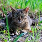 野良猫を違法で捕獲・殺処分したとして、2つの動物愛護団体が沖縄県南大東村を、動物愛護法違反の容疑で県警那覇署に刑事告発した（photoACより「Stray_Cat」さん撮影、イメージ画像）